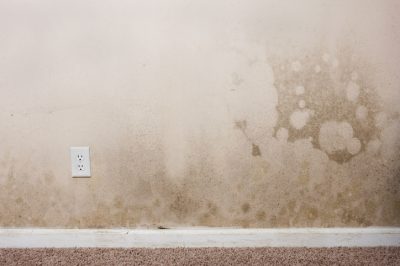 Read more about the article How To Get Rid of Mold on Drywall